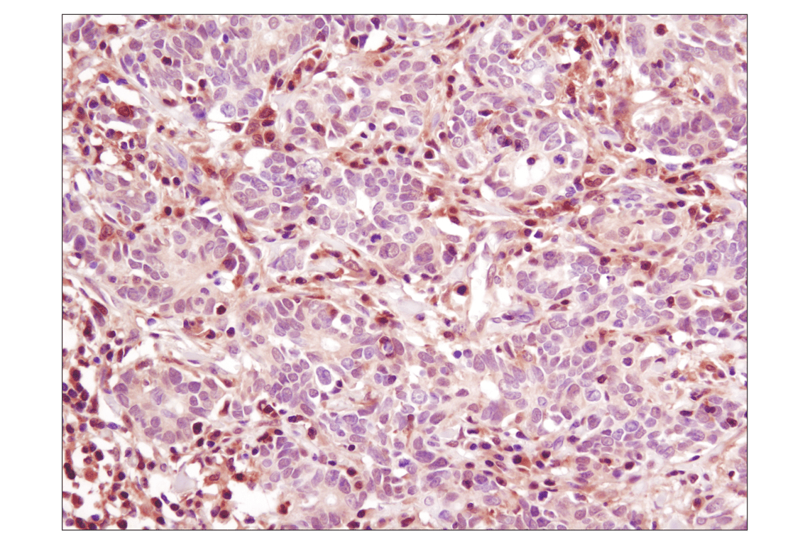 Immunohistochemistry Image 2: p38 MAPK (D13E1) Rabbit Monoclonal Antibody (BSA and Azide Free)