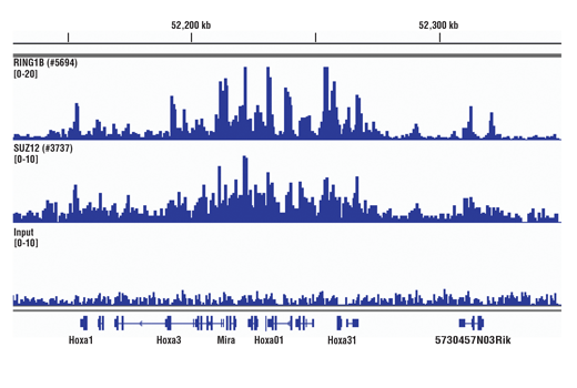 Chromatin Immunoprecipitation Image 4: SimpleChIP<sup>®</sup> Plus Sonication Chromatin IP Kit