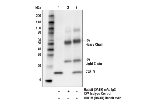 Immunoprecipitation Image 1: COX IV (D6I4K) Rabbit Monoclonal Antibody