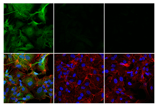 Immunofluorescence Image 2: Phospho-Atg4B (Ser383) (E3I8M) Rabbit Monoclonal Antibody