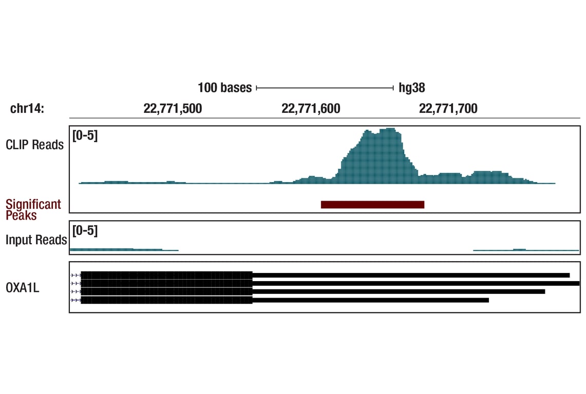 eCLIP Image 1: YTHDF2 (E2I2H) Rabbit Monoclonal Antibody
