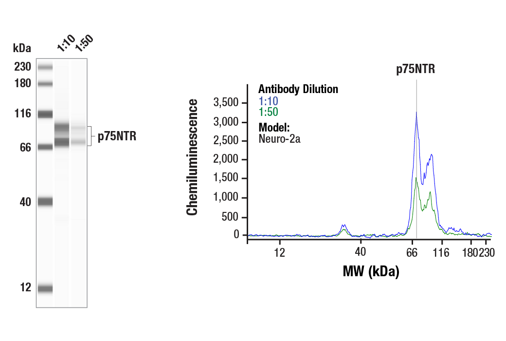 Western Blotting Image 1: p75NTR (E7U5R) Mouse Monoclonal Antibody