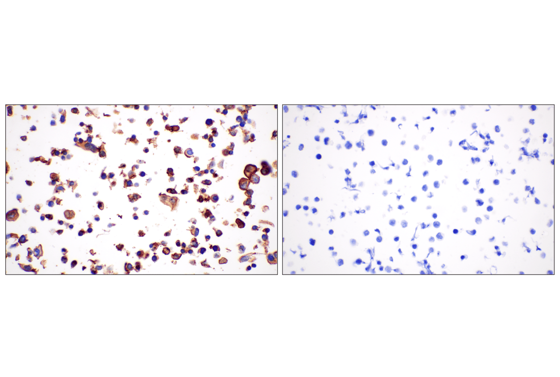 Immunohistochemistry Image 5: ALPP/ALPPL2 (F1L4G) Rabbit Monoclonal Antibody