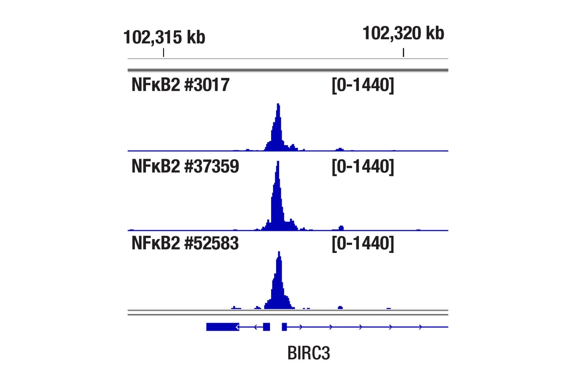 undefined Image 9: NF-kappaB Family Antibody Sampler Kit II