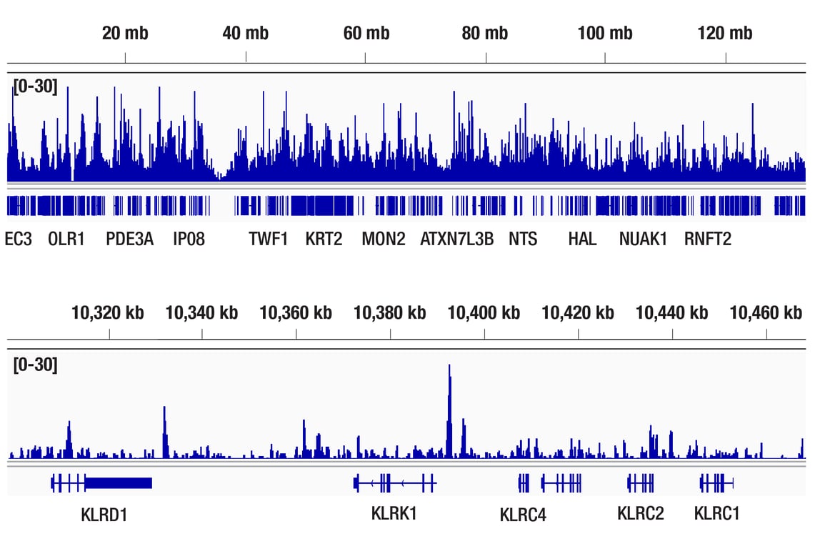 CUT & RUN Image 2: MeCP2 (D4F3) Rabbit Monoclonal Antibody