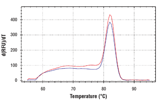 Chromatin Immunoprecipitation Image 2: SimpleChIP<sup>®</sup> Human HNRNPA0 Promoter Primers