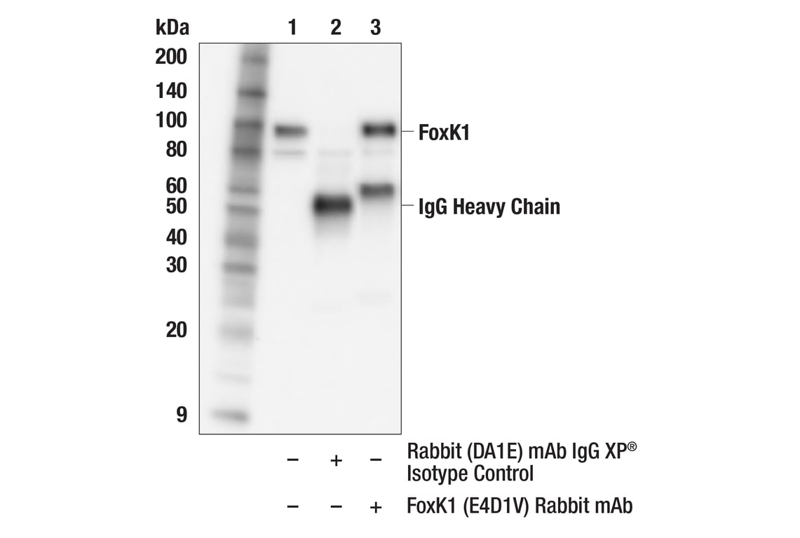 Immunoprecipitation Image 1: FoxK1 (E4D1V) Rabbit Monoclonal Antibody