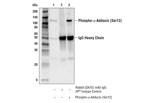 Immunoprecipitation Image 1: Phospho-alpha-Adducin (Ser12) (E5X8Y) Rabbit Monoclonal Antibody