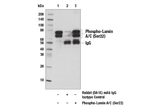 Immunoprecipitation Image 1: Phospho-Lamin A/C (Ser22) (D2B2E) Rabbit Monoclonal Antibody