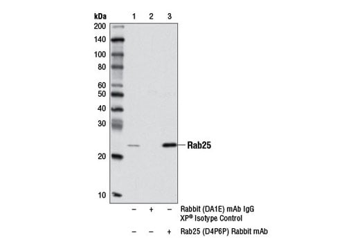 Western Blotting Image 3: Rab25 (D4P6P) Rabbit Monoclonal Antibody