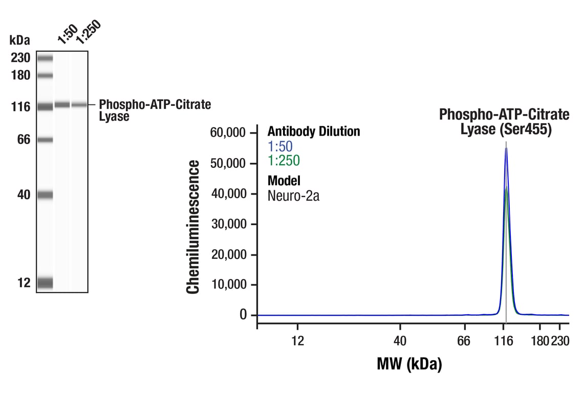 Western Blotting Image 1: Phospho-ATP-Citrate Lyase (Ser455) (F4T8R) Rabbit Monoclonal Antibody