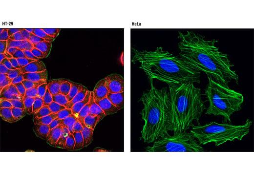 Immunofluorescence Image 1: EpCAM (VU1D9) Mouse mAb (Alexa Fluor<sup>®</sup> 594 Conjugate)