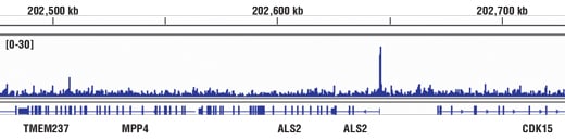 Chromatin Immunoprecipitation Image 1: CBP (D9B6) Rabbit Monoclonal Antibody