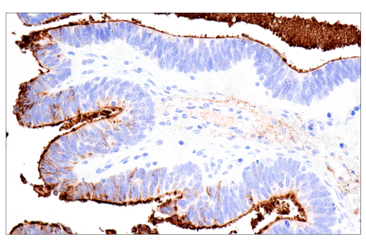 Immunohistochemistry Image 6: CD15/SSEA1 (MMA) Mouse Monoclonal Antibody