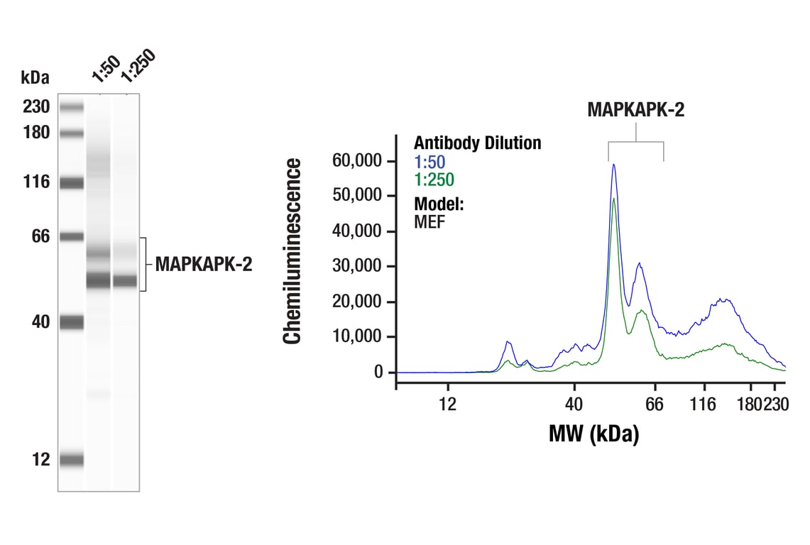 undefined Image 8: MAPKAPK-2 Antibody Sampler Kit