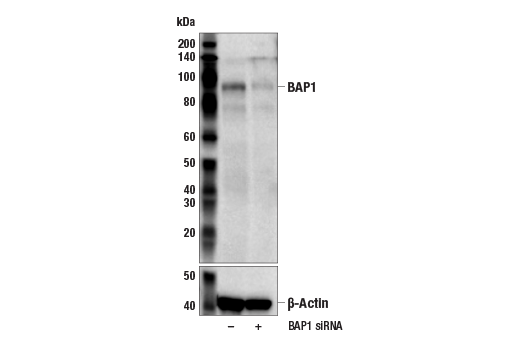 Western Blotting Image 2: BAP1 (D7W7O) Rabbit Monoclonal Antibody