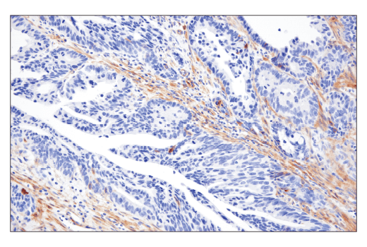 Immunohistochemistry Image 8: TMOD1 (E7E3A) Rabbit Monoclonal Antibody