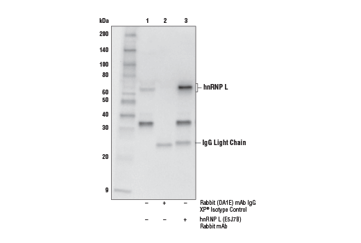 Immunoprecipitation Image 1: hnRNP L (E5J7B) Rabbit Monoclonal Antibody