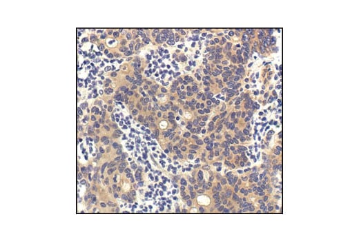 PP2A C Subunit (52F8) Rabbit mAb (#2259) Datasheet With
