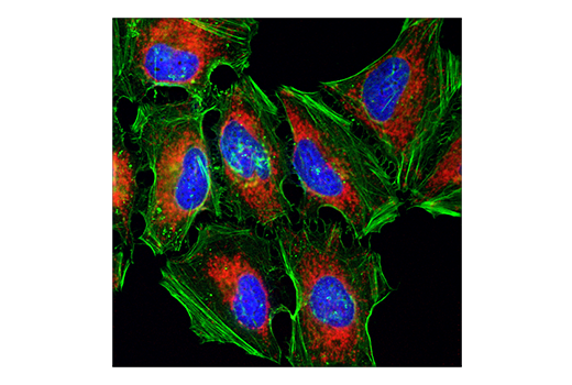 Immunofluorescence Image 1: COX IV (3E11) Rabbit mAb (Alexa Fluor<sup>®</sup> 594 Conjugate)