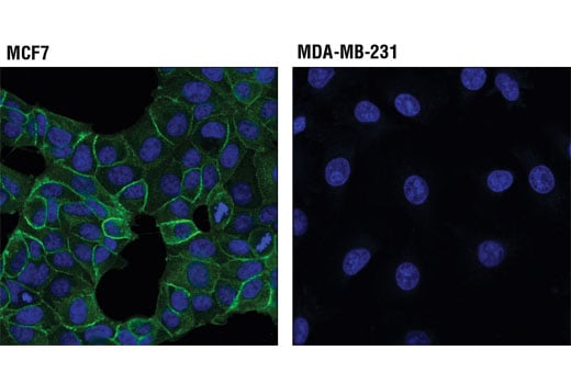 Immunofluorescence Image 1: HER3/ErbB3 (D22C5) Rabbit Monoclonal Antibody (BSA and Azide Free)