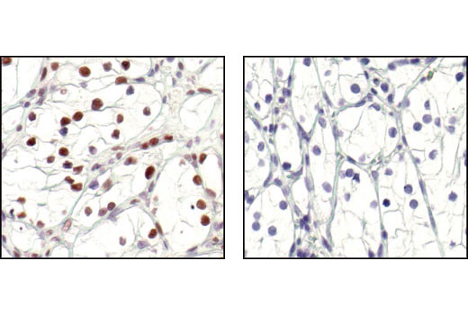 Immunohistochemistry Image 5: Phospho-CREB (Ser133) (87G3) Rabbit Monoclonal Antibody (BSA and Azide Free)