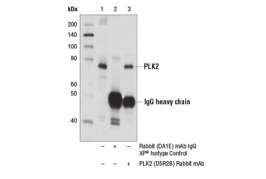 Immunoprecipitation Image 1: PLK2 (D5R2B) Rabbit Monoclonal Antibody