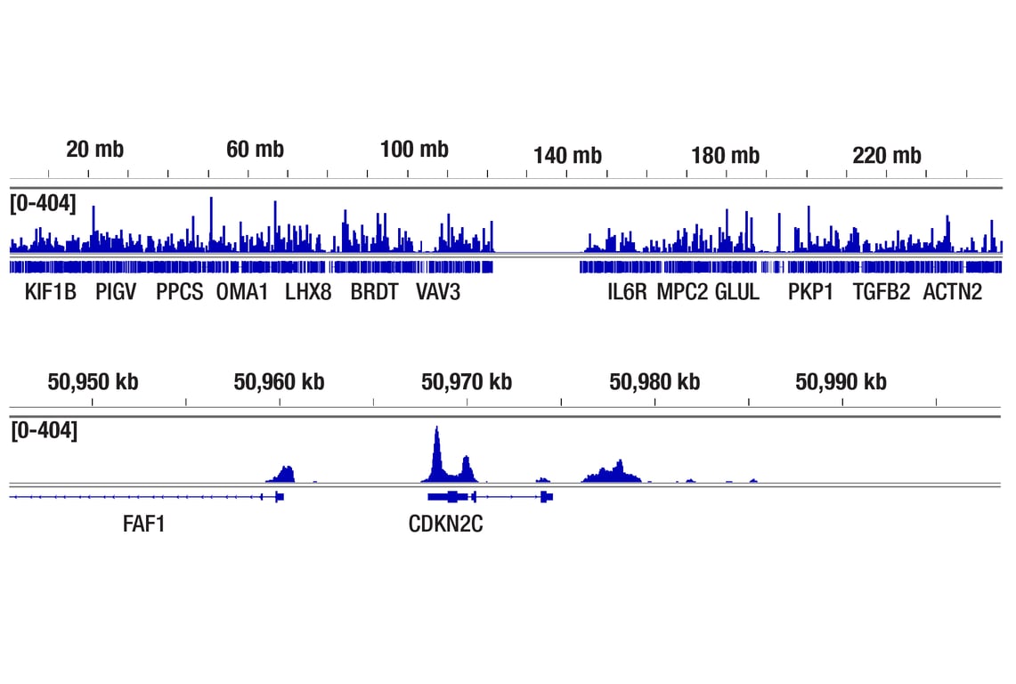 undefined Image 15: Lysine Methyltransferase Antibody Sampler Kit