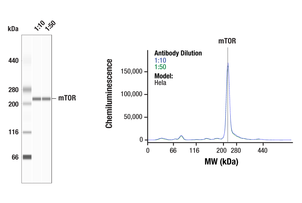 Western Blotting Image 1: mTOR (7C10) Rabbit Monoclonal Antibody