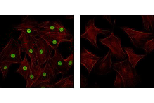 Immunofluorescence Image 1: Tri-Methyl-Histone H3 (Lys4) Antibody