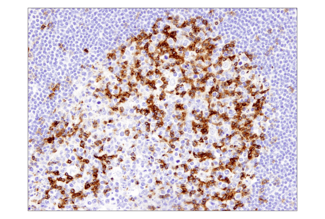 Immunohistochemistry Image 2: PD-1 (EH33) Mouse Monoclonal Antibody (BSA and Azide Free)