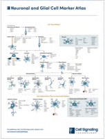 Neuronal and Glial Cell Markers diagram