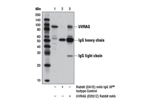 Immunoprecipitation Image 1: UVRAG (D2Q1Z) Rabbit Monoclonal Antibody