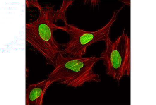 Immunofluorescence Image 1: Lamin A/C (4C11) Mouse Monoclonal Antibody (Alexa Fluor<sup>®</sup> 488 Conjugate)