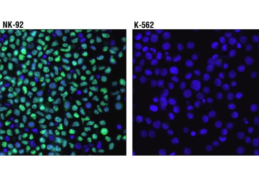 Immunofluorescence Image 1: T-bet/TBX21 (D6N8B) Rabbit Monoclonal Antibody