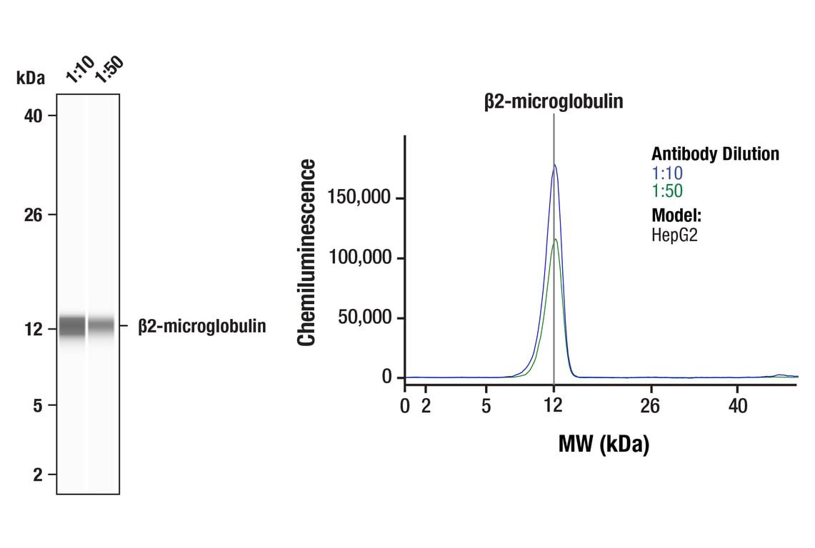 undefined Image 31: MHC Class I Antigen Processing and Presentation Antibody Sampler Kit