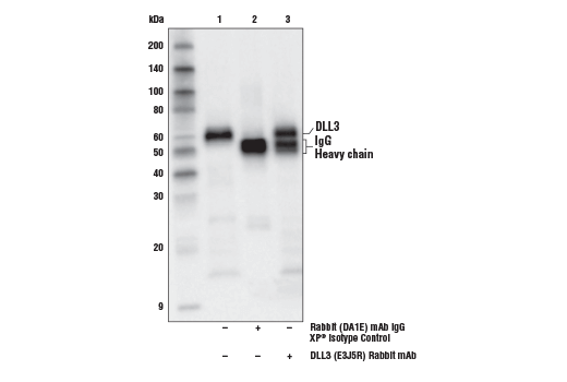 Immunoprecipitation Image 1: DLL3 (E3J5R) Rabbit Monoclonal Antibody