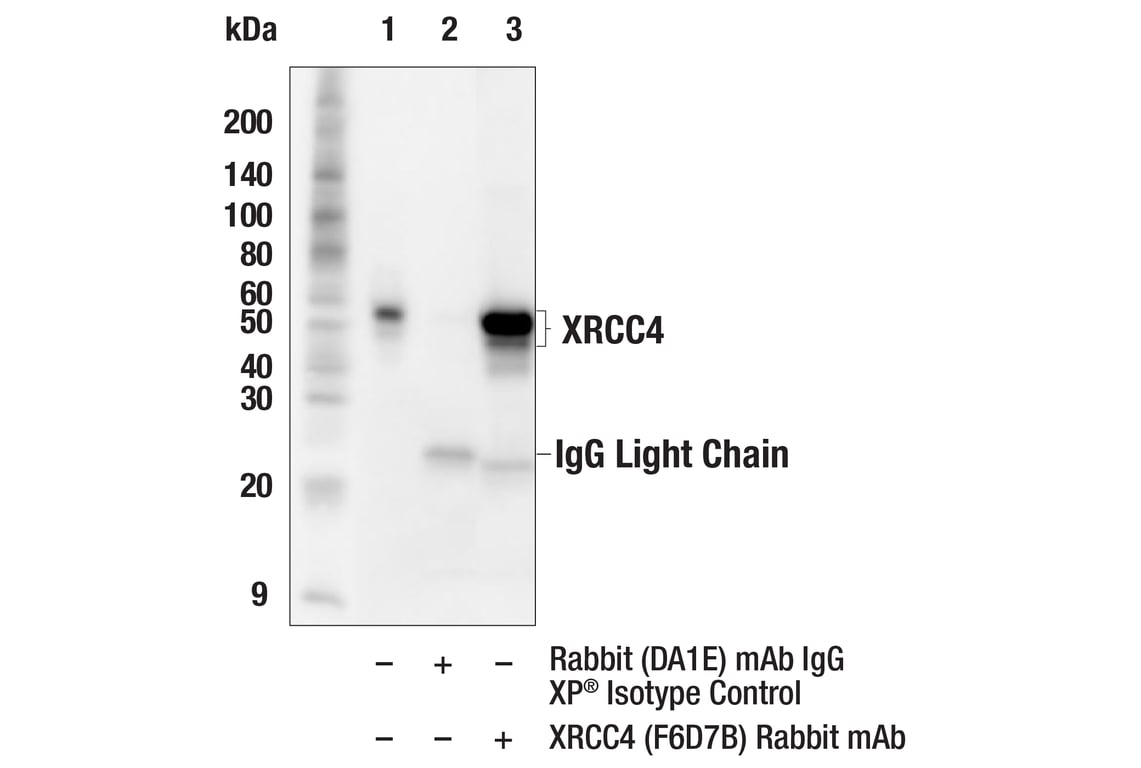 Immunoprecipitation Image 1: XRCC4 (F6D7B) Rabbit Monoclonal Antibody