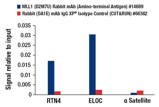 CUT & RUN Image 3: MLL1 (D2M7U) Rabbit Monoclonal Antibody (Amino-terminal Antigen)