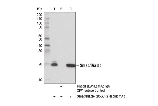 Immunoprecipitation Image 1: Smac/Diablo (D5S3R) Rabbit Monoclonal Antibody