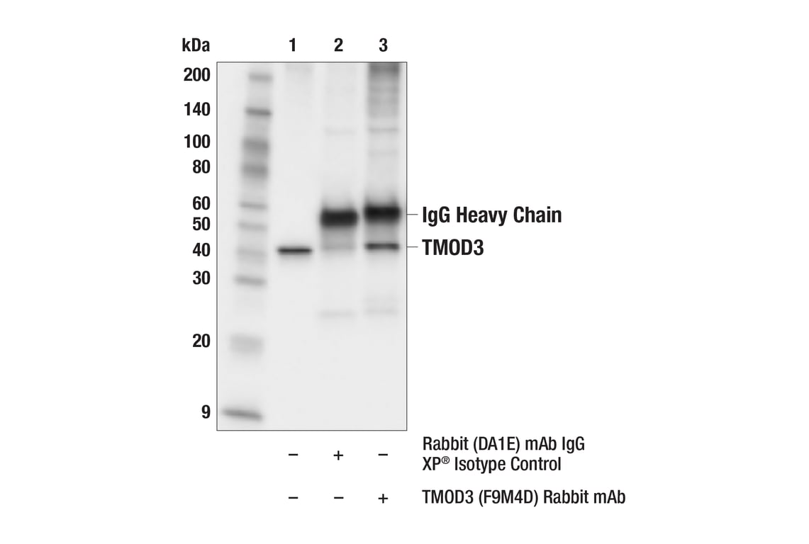 Immunoprecipitation Image 1: TMOD3 (F9M4D) Rabbit Monoclonal Antibody