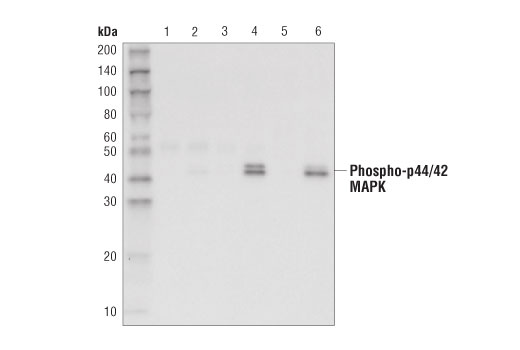 Immunoprecipitation Image 1: Phospho-p44/42 MAPK (Erk1/2) (Thr202/Tyr204) (D6A9) Rabbit mAb (Sepharose<sup>®</sup> Bead Conjugate)