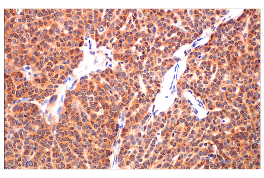 undefined Image 10: PhosphoPlus<sup>®</sup> CrkL (Tyr207) Antibody Duet