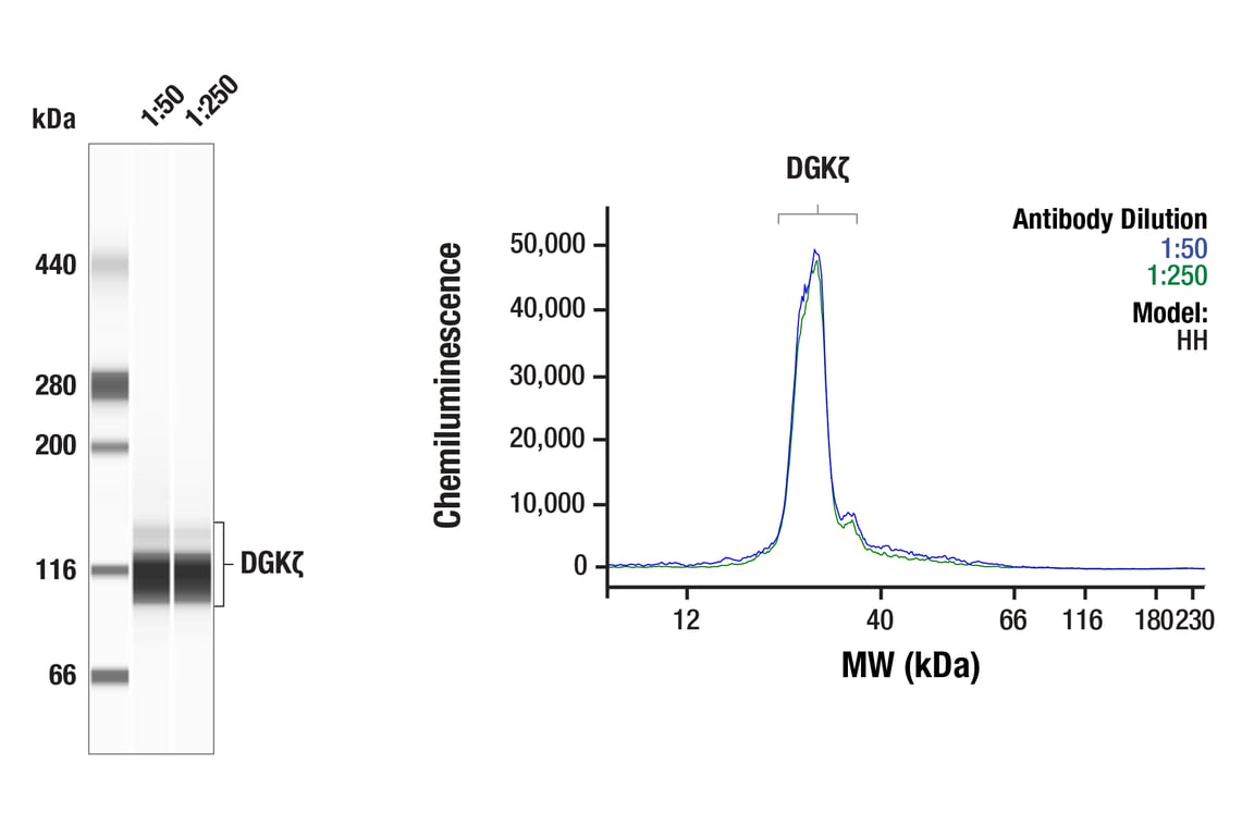 Western Blotting Image 1: DGK zeta (F6W7N) Rabbit Monoclonal Antibody