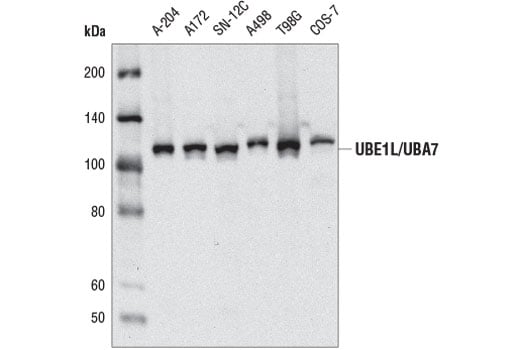Western Blotting Image 2: UBE1L/UBA7 (D6U4S) Rabbit Monoclonal Antibody