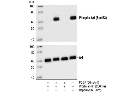 Western Blotting Image 2: Phospho-Akt (Ser473) (587F11) Mouse Monoclonal Antibody