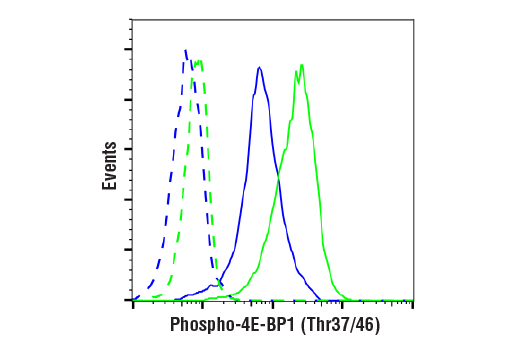 undefined Image 20: mTOR Substrates Antibody Sampler Kit