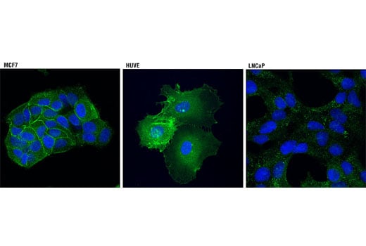 Immunofluorescence Image 1: Annexin A2 (D11G2) Rabbit Monoclonal Antibody