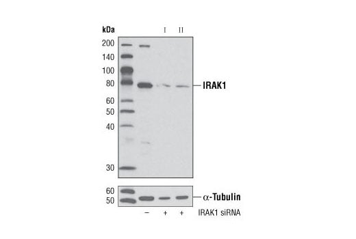 Western Blotting Image 4: IRAK1 (D51G7) Rabbit Monoclonal Antibody