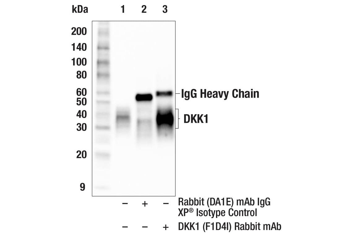 Immunoprecipitation Image 1: DKK1 (F1D4I) Rabbit Monoclonal Antibody